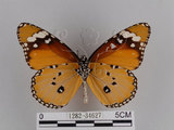 中文名:樺斑蝶(金斑蝶)(1282-34627)學名:Danaus chrysippus (Linnaeus, 1758)(1282-34627)