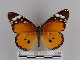 中文名:樺斑蝶(金斑蝶)(1282-34627)學名:Danaus chrysippus (Linnaeus, 1758)(1282-34627)