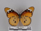 中文名:樺斑蝶(金斑蝶)(1282-35145)學名:Danaus chrysippus (Linnaeus, 1758)(1282-35145)