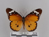 中文名:樺斑蝶(金斑蝶)(1282-35145)學名:Danaus chrysippus (Linnaeus, 1758)(1282-35145)