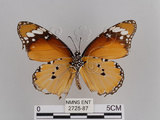 中文名:樺斑蝶(金斑蝶)(2725-87)學名:Danaus chrysippus (Linnaeus, 1758)(2725-87)