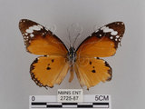 中文名:樺斑蝶(金斑蝶)(2725-87)學名:Danaus chrysippus (Linnaeus, 1758)(2725-87)