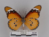 中文名:樺斑蝶(金斑蝶)(2725-94)學名:Danaus chrysippus (Linnaeus, 1758)(2725-94)