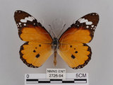 中文名:樺斑蝶(金斑蝶)(2725-94)學名:Danaus chrysippus (Linnaeus, 1758)(2725-94)