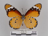 中文名:樺斑蝶(金斑蝶)(2725-75)學名:Danaus chrysippus (Linnaeus, 1758)(2725-75)