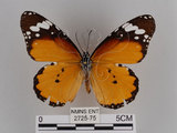 中文名:樺斑蝶(金斑蝶)(2725-75)學名:Danaus chrysippus (Linnaeus, 1758)(2725-75)