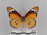 中文名:樺斑蝶(金斑蝶)(2725-74)學名:Danaus chrysippus (Linnaeus, 1758)(2725-74)