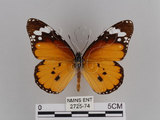 中文名:樺斑蝶(金斑蝶)(2725-74)學名:Danaus chrysippus (Linnaeus, 1758)(2725-74)