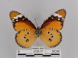 中文名:樺斑蝶(金斑蝶)(2725-77)學名:Danaus chrysippus (Linnaeus, 1758)(2725-77)