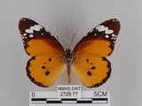 中文名:樺斑蝶(金斑蝶)(2725-77)學名:Danaus chrysippus (Linnaeus, 1758)(2725-77)