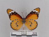 中文名:樺斑蝶(金斑蝶)(2725-88)學名:Danaus chrysippus (Linnaeus, 1758)(2725-88)