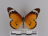 中文名:樺斑蝶(金斑蝶)(2725-88)學名:Danaus chrysippus (Linnaeus, 1758)(2725-88)