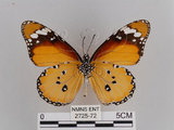 中文名:樺斑蝶(金斑蝶)(2725-72)學名:Danaus chrysippus (Linnaeus, 1758)(2725-72)