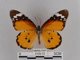 中文名:樺斑蝶(金斑蝶)(2725-72)學名:Danaus chrysippus (Linnaeus, 1758)(2725-72)