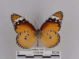 中文名:樺斑蝶(金斑蝶)(2725-99)學名:Danaus chrysippus (Linnaeus, 1758)(2725-99)