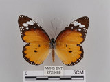 中文名:樺斑蝶(金斑蝶)(2725-99)學名:Danaus chrysippus (Linnaeus, 1758)(2725-99)