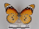 中文名:樺斑蝶(金斑蝶)(2725-84)學名:Danaus chrysippus (Linnaeus, 1758)(2725-84)