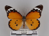 中文名:樺斑蝶(金斑蝶)(2725-84)學名:Danaus chrysippus (Linnaeus, 1758)(2725-84)