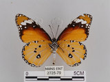 中文名:樺斑蝶(金斑蝶)(2725-79)學名:Danaus chrysippus (Linnaeus, 1758)(2725-79)