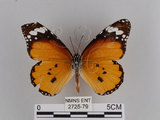 中文名:樺斑蝶(金斑蝶)(2725-79)學名:Danaus chrysippus (Linnaeus, 1758)(2725-79)