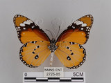 中文名:樺斑蝶(金斑蝶)(2725-85)學名:Danaus chrysippus (Linnaeus, 1758)(2725-85)