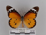 中文名:樺斑蝶(金斑蝶)(2725-85)學名:Danaus chrysippus (Linnaeus, 1758)(2725-85)