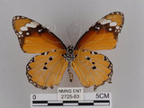 中文名:樺斑蝶(金斑蝶)(2725-83)學名:Danaus chrysippus (Linnaeus, 1758)(2725-83)