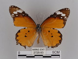 中文名:樺斑蝶(金斑蝶)(2725-83)學名:Danaus chrysippus (Linnaeus, 1758)(2725-83)