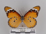 中文名:樺斑蝶(金斑蝶)(2725-80)學名:Danaus chrysippus (Linnaeus, 1758)(2725-80)