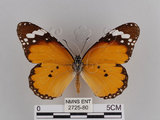 中文名:樺斑蝶(金斑蝶)(2725-80)學名:Danaus chrysippus (Linnaeus, 1758)(2725-80)