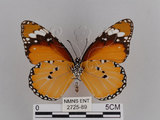 中文名:樺斑蝶(金斑蝶)(2725-89)學名:Danaus chrysippus (Linnaeus, 1758)(2725-89)