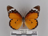 中文名:樺斑蝶(金斑蝶)(2725-89)學名:Danaus chrysippus (Linnaeus, 1758)(2725-89)