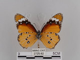 中文名:樺斑蝶(金斑蝶)(2725-82)學名:Danaus chrysippus (Linnaeus, 1758)(2725-82)