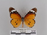 中文名:樺斑蝶(金斑蝶)(2725-82)學名:Danaus chrysippus (Linnaeus, 1758)(2725-82)