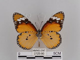 中文名:樺斑蝶(金斑蝶)(2725-90)學名:Danaus chrysippus (Linnaeus, 1758)(2725-90)