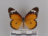 中文名:樺斑蝶(金斑蝶)(2725-90)學名:Danaus chrysippus (Linnaeus, 1758)(2725-90)