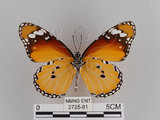 中文名:樺斑蝶(金斑蝶)(2725-81)學名:Danaus chrysippus (Linnaeus, 1758)(2725-81)