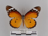 中文名:樺斑蝶(金斑蝶)(2725-81)學名:Danaus chrysippus (Linnaeus, 1758)(2725-81)