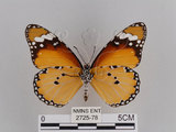 中文名:樺斑蝶(金斑蝶)(2725-78)學名:Danaus chrysippus (Linnaeus, 1758)(2725-78)