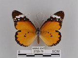 中文名:樺斑蝶(金斑蝶)(2725-78)學名:Danaus chrysippus (Linnaeus, 1758)(2725-78)