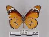 中文名:樺斑蝶(金斑蝶)(2725-73)學名:Danaus chrysippus (Linnaeus, 1758)(2725-73)