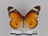 中文名:樺斑蝶(金斑蝶)(2725-73)學名:Danaus chrysippus (Linnaeus, 1758)(2725-73)