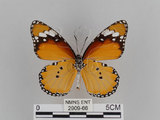 中文名:樺斑蝶(金斑蝶)(2909-66)學名:Danaus chrysippus (Linnaeus, 1758)(2909-66)