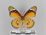 中文名:樺斑蝶(金斑蝶)(2909-616)學名:Danaus chrysippus (Linnaeus, 1758)(2909-616)