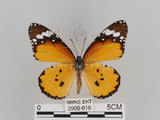 中文名:樺斑蝶(金斑蝶)(2909-616)學名:Danaus chrysippus (Linnaeus, 1758)(2909-616)