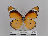 中文名:樺斑蝶(金斑蝶)(2909-1346)學名:Danaus chrysippus (Linnaeus, 1758)(2909-1346)