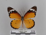 中文名:樺斑蝶(金斑蝶)(2909-1346)學名:Danaus chrysippus (Linnaeus, 1758)(2909-1346)