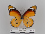 中文名:樺斑蝶(金斑蝶)(2909-1545)學名:Danaus chrysippus (Linnaeus, 1758)(2909-1545)