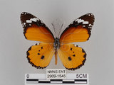 中文名:樺斑蝶(金斑蝶)(2909-1545)學名:Danaus chrysippus (Linnaeus, 1758)(2909-1545)