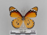 中文名:樺斑蝶(金斑蝶)(2909-460)學名:Danaus chrysippus (Linnaeus, 1758)(2909-460)